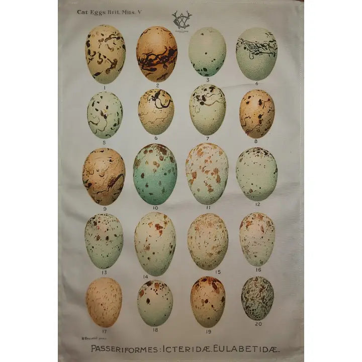 Antique Print Tea Towel Eggs 1901 Ornithology Aqua